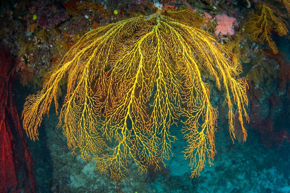 Фото Volivoli Beach Resort