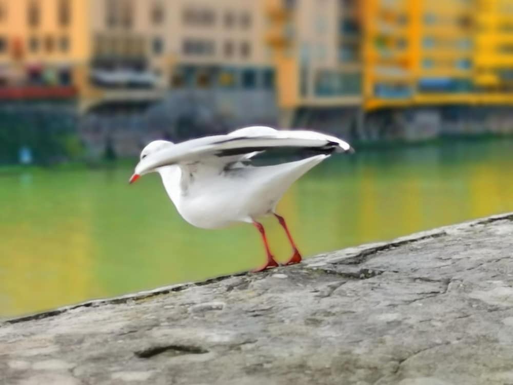 Фото Florence Hostels Anamaria