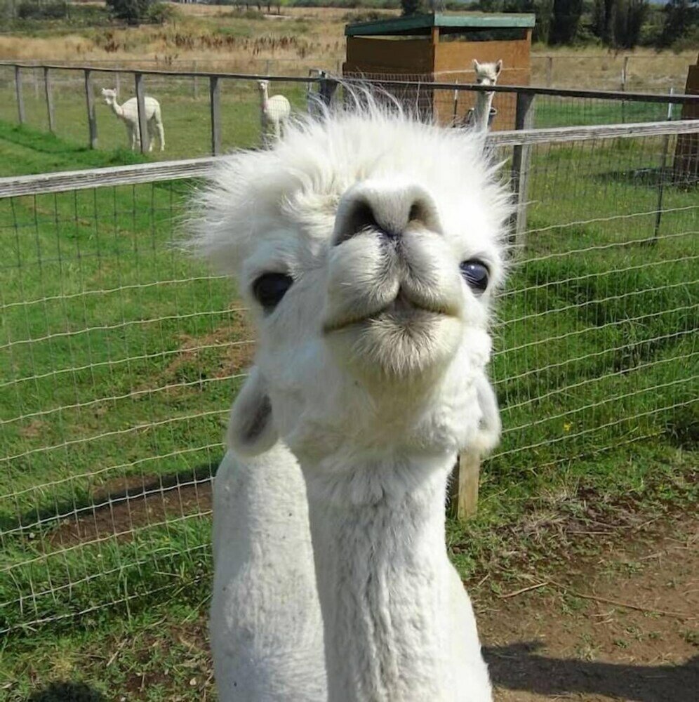 Фото Raven Suite at Rellik House. Winery & Alpaca Farm