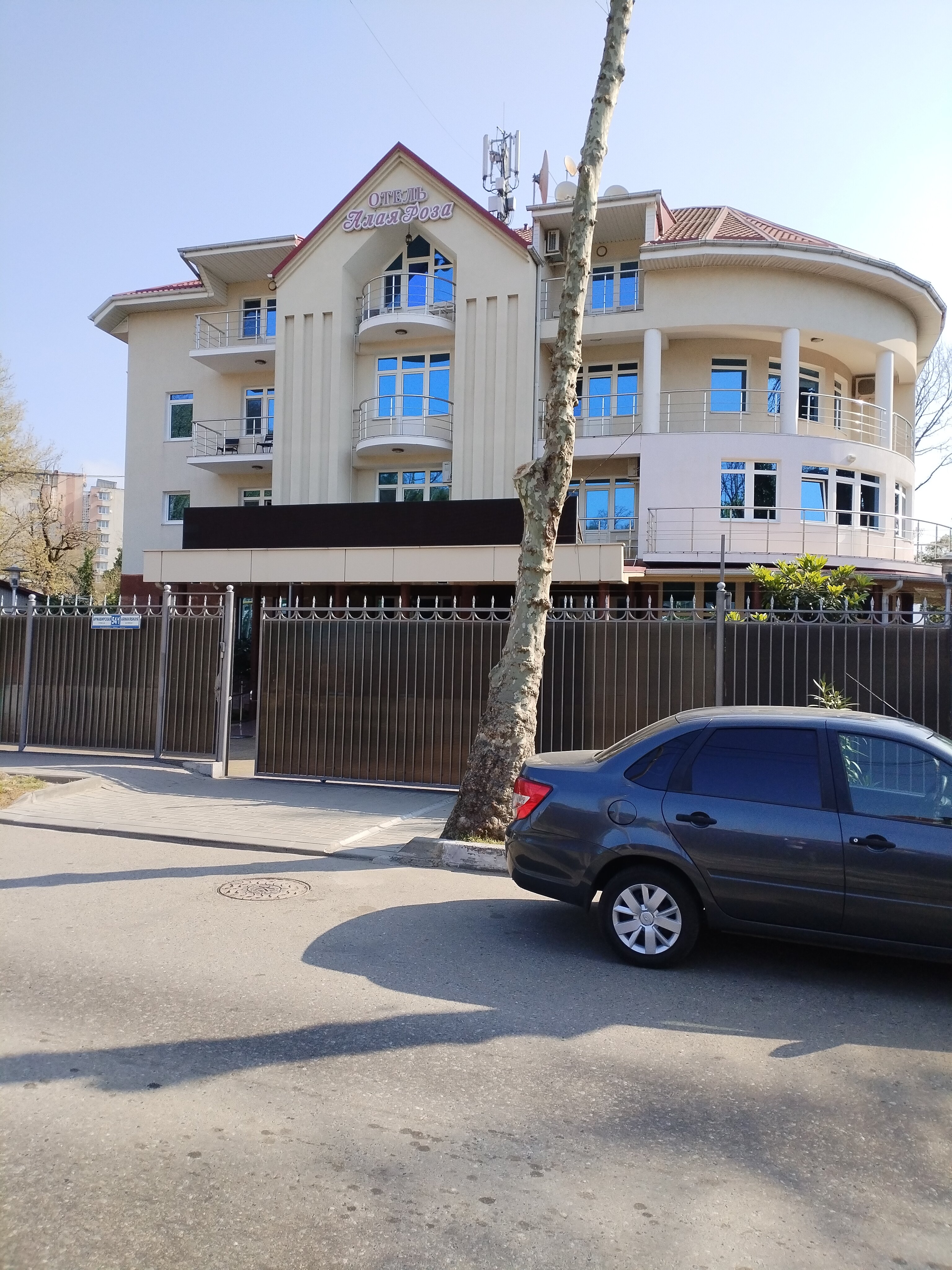 Фото Алая Роза