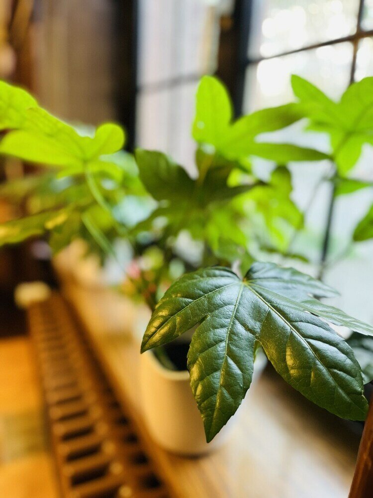 Фото Hotel Hoepfner Burghof