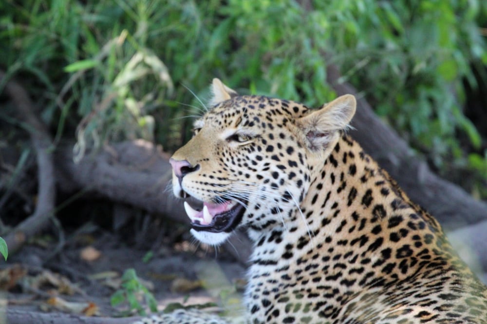 Фото Tlou Safari Lodge