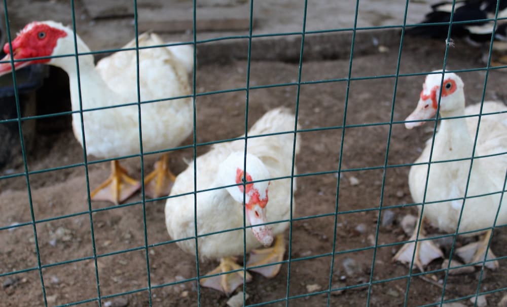 Фото Ясенки