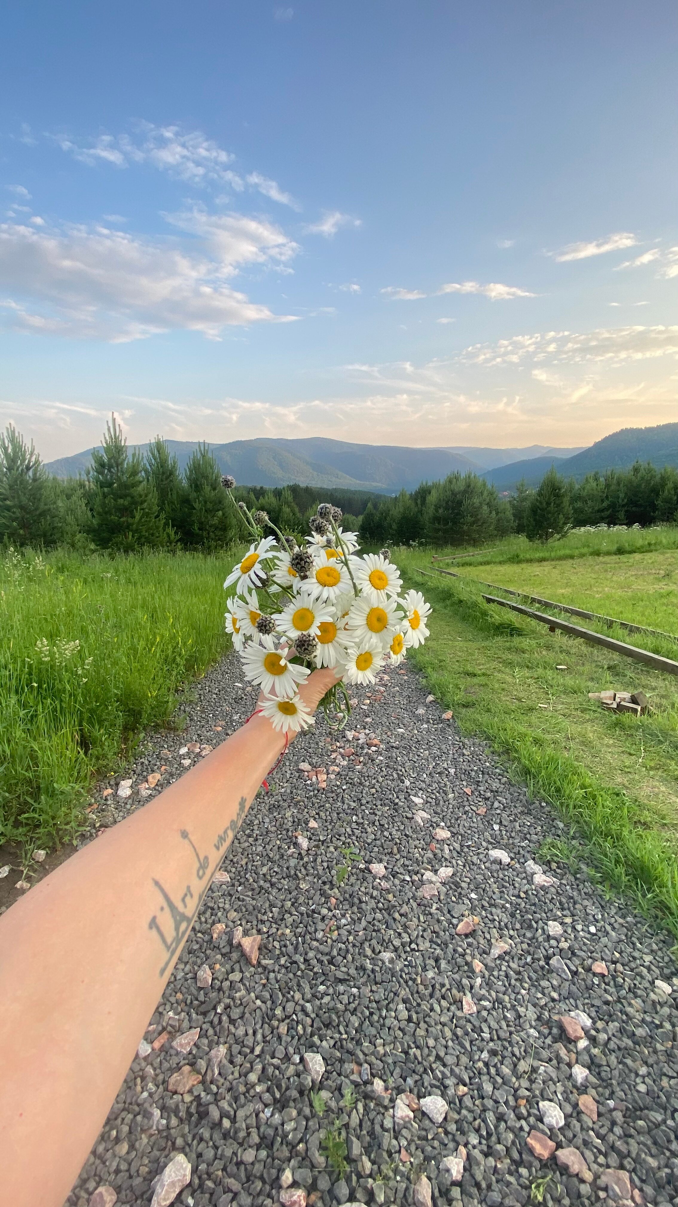 Фото Блэк пайн