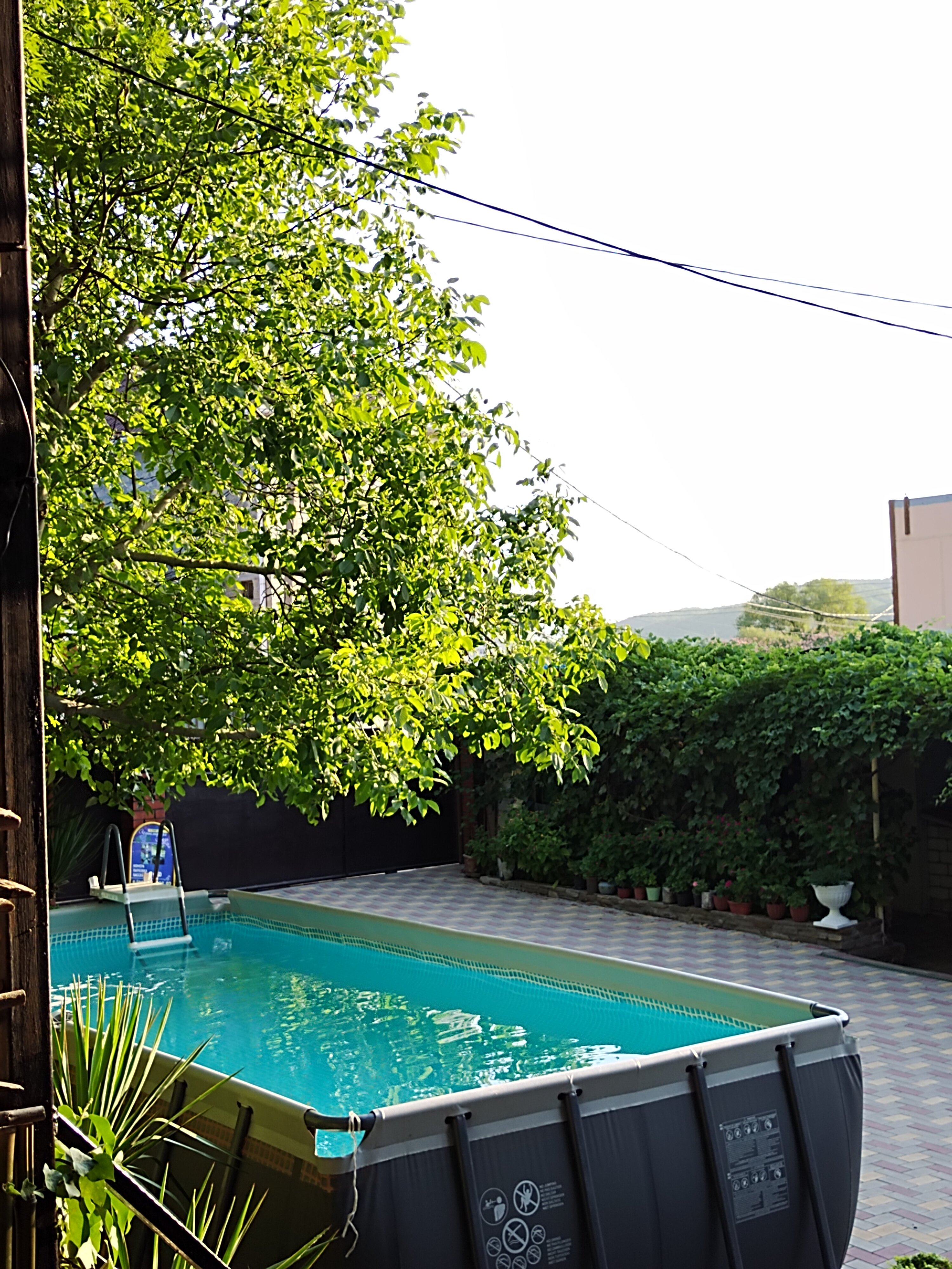 Фото Черноморская лоза