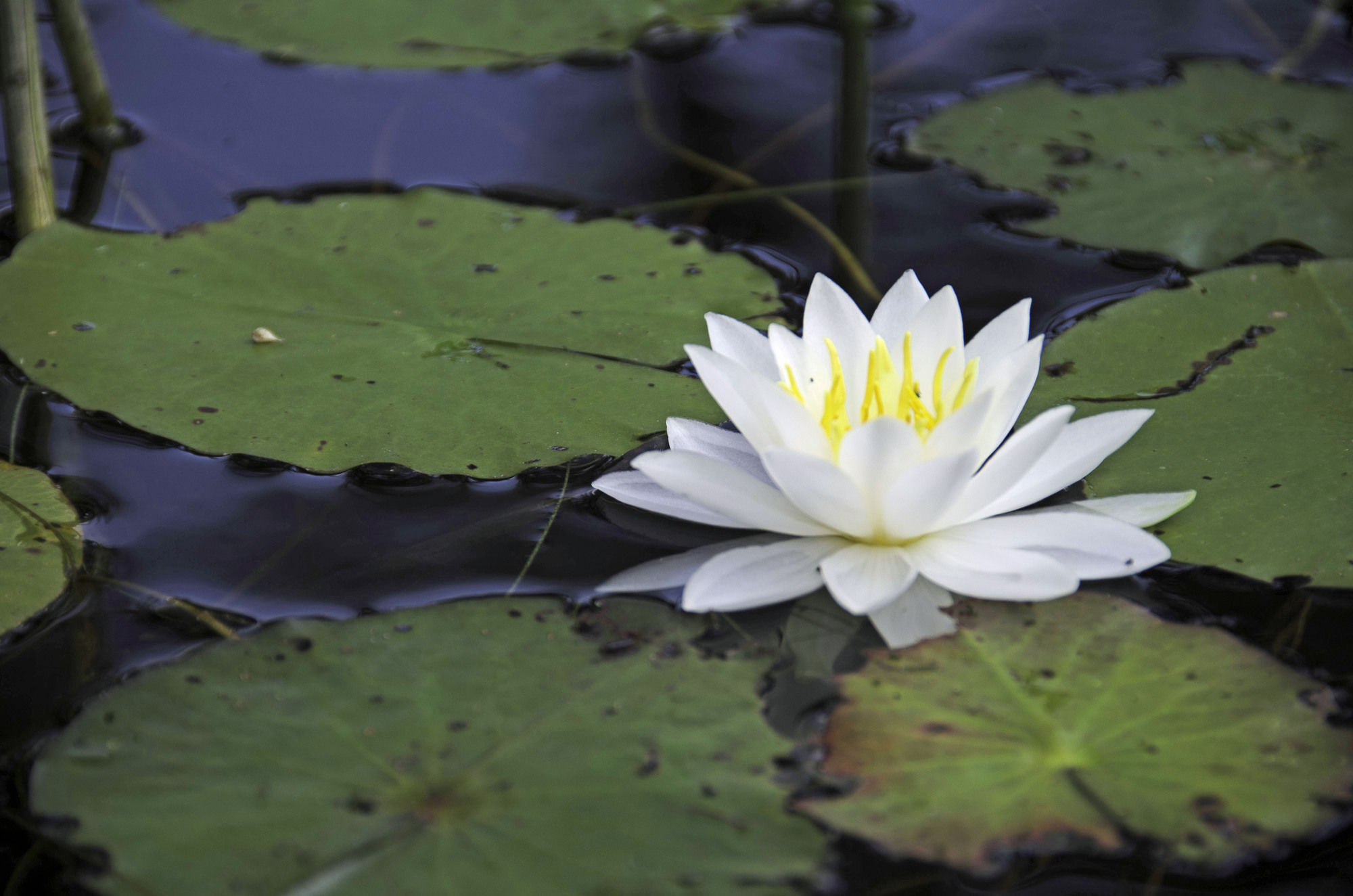 Фото The Old Saco Inn