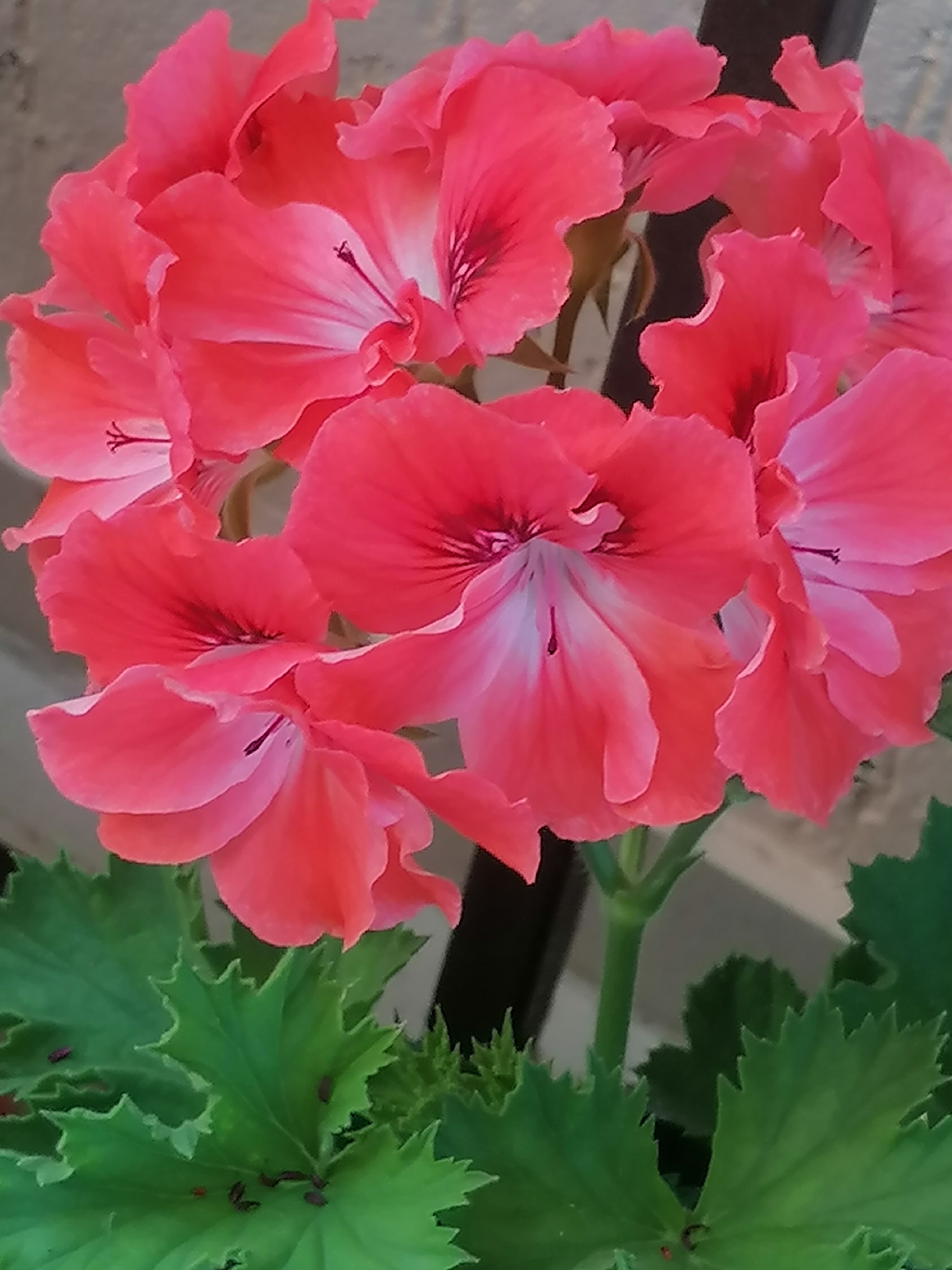 Фото Эвелина