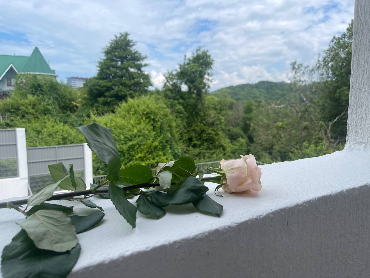 Фото Белые Росы