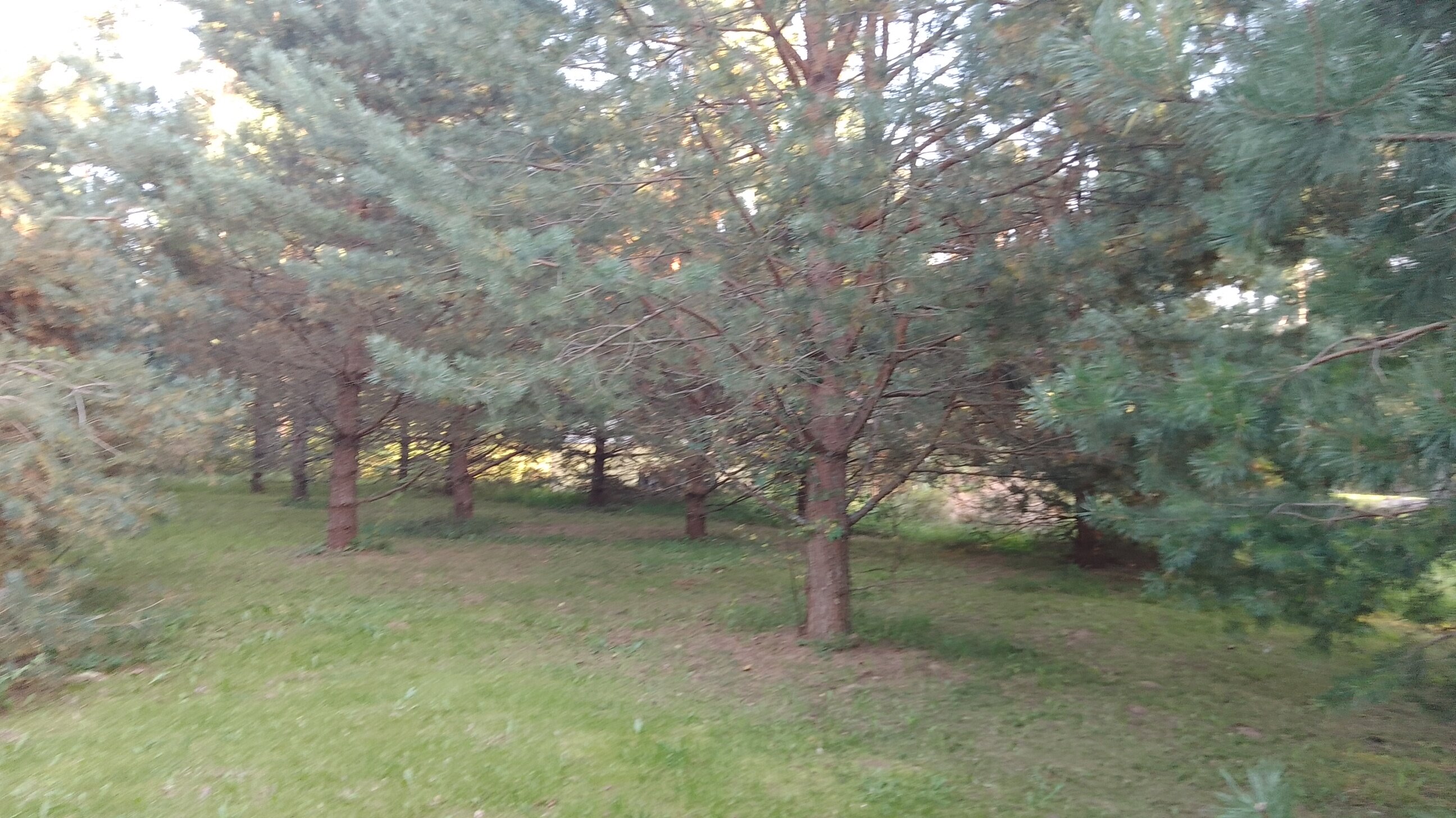 Фото Хитрый Лис