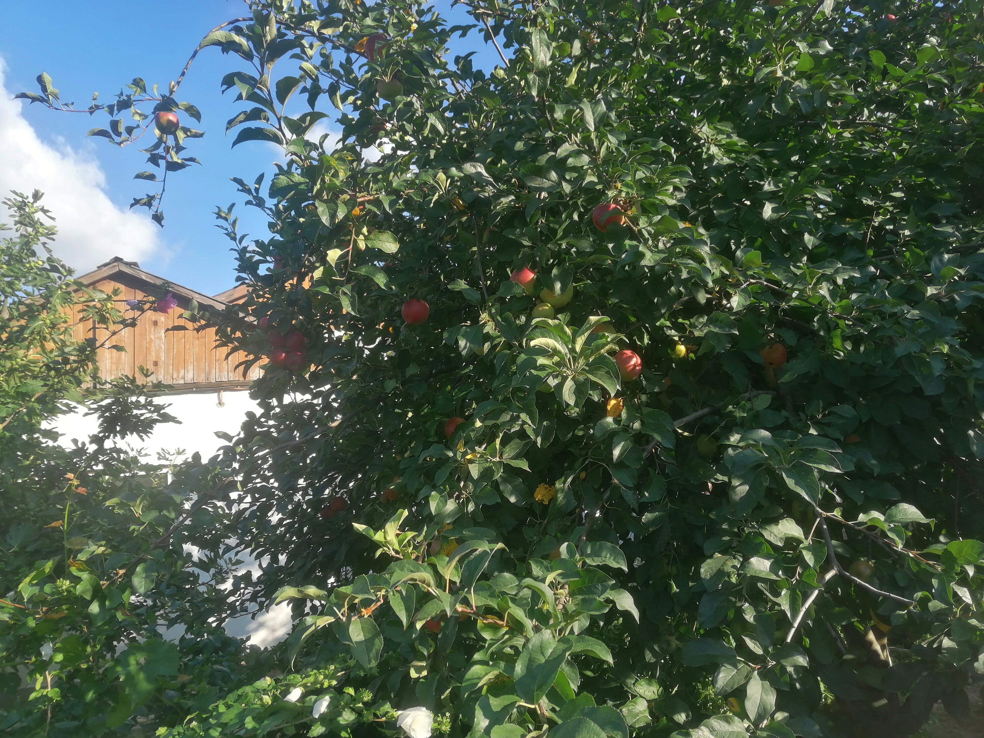 Фото Стефания