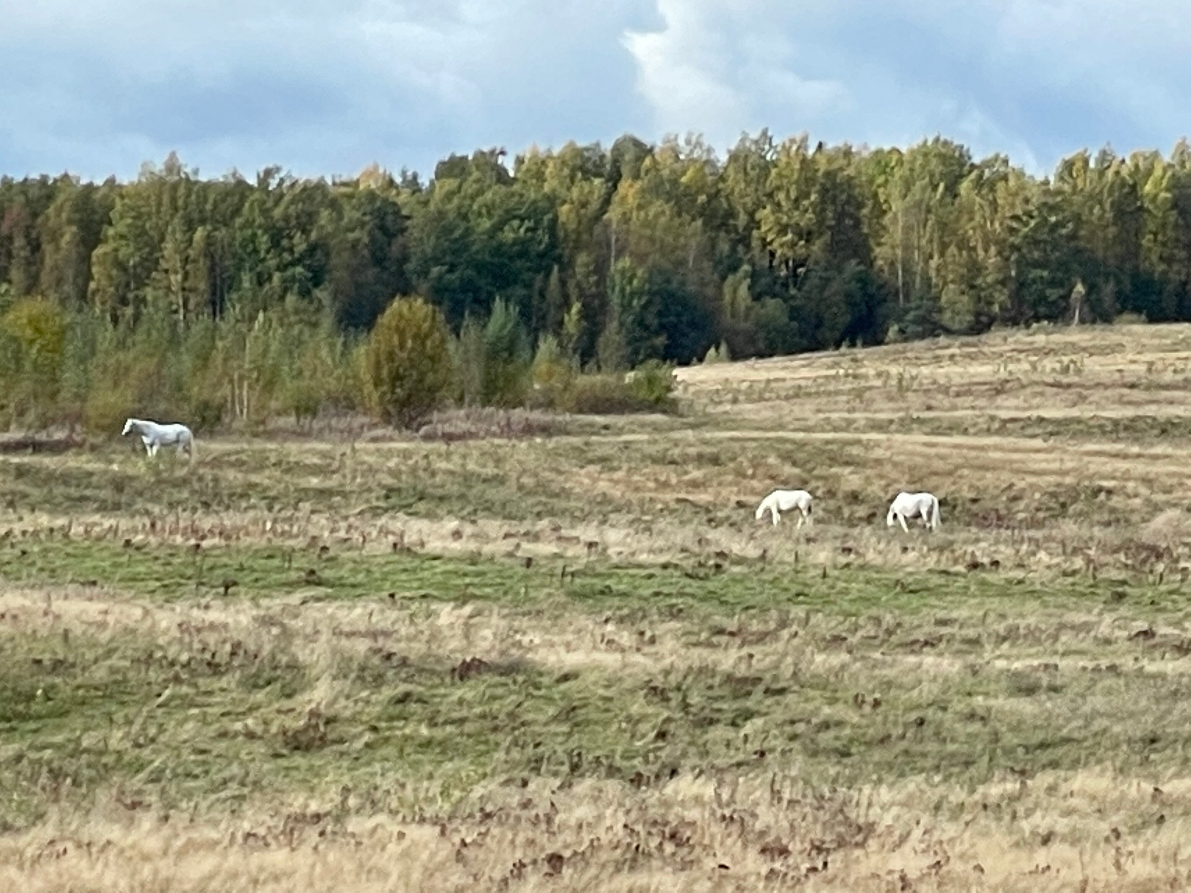 Фото Лосиный ключ