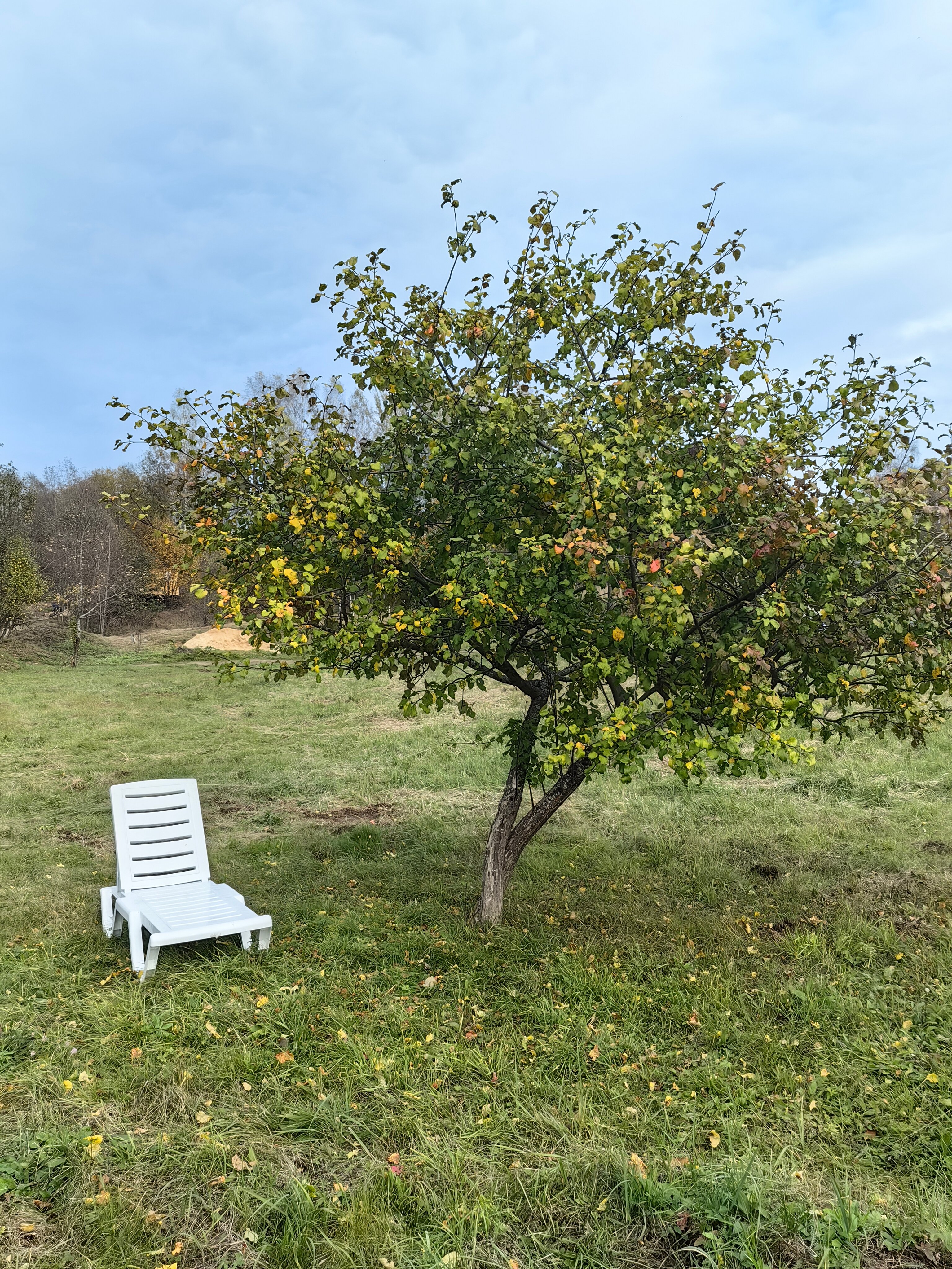 Фото Веселые гуси
