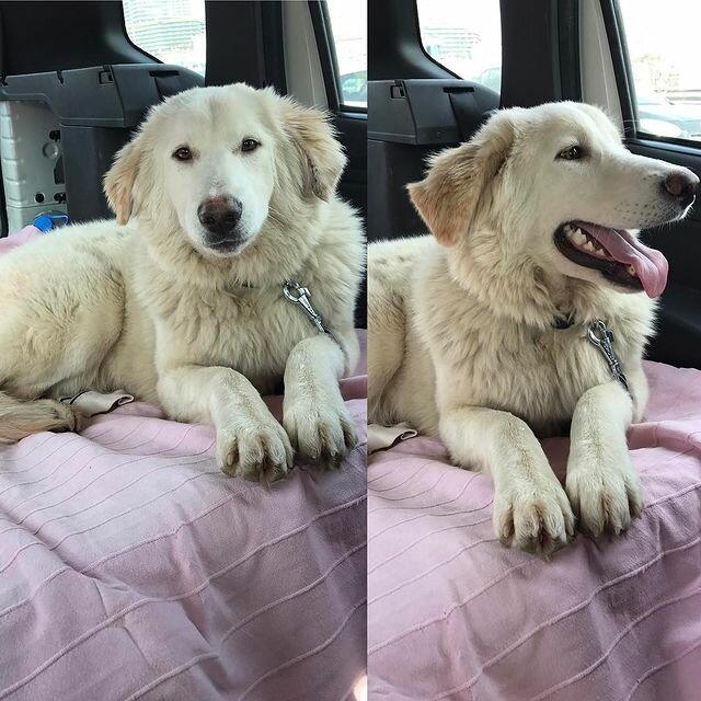 عيادة بيطرية Petlimani Veterinary Clinic ، اسطنبول، صورة