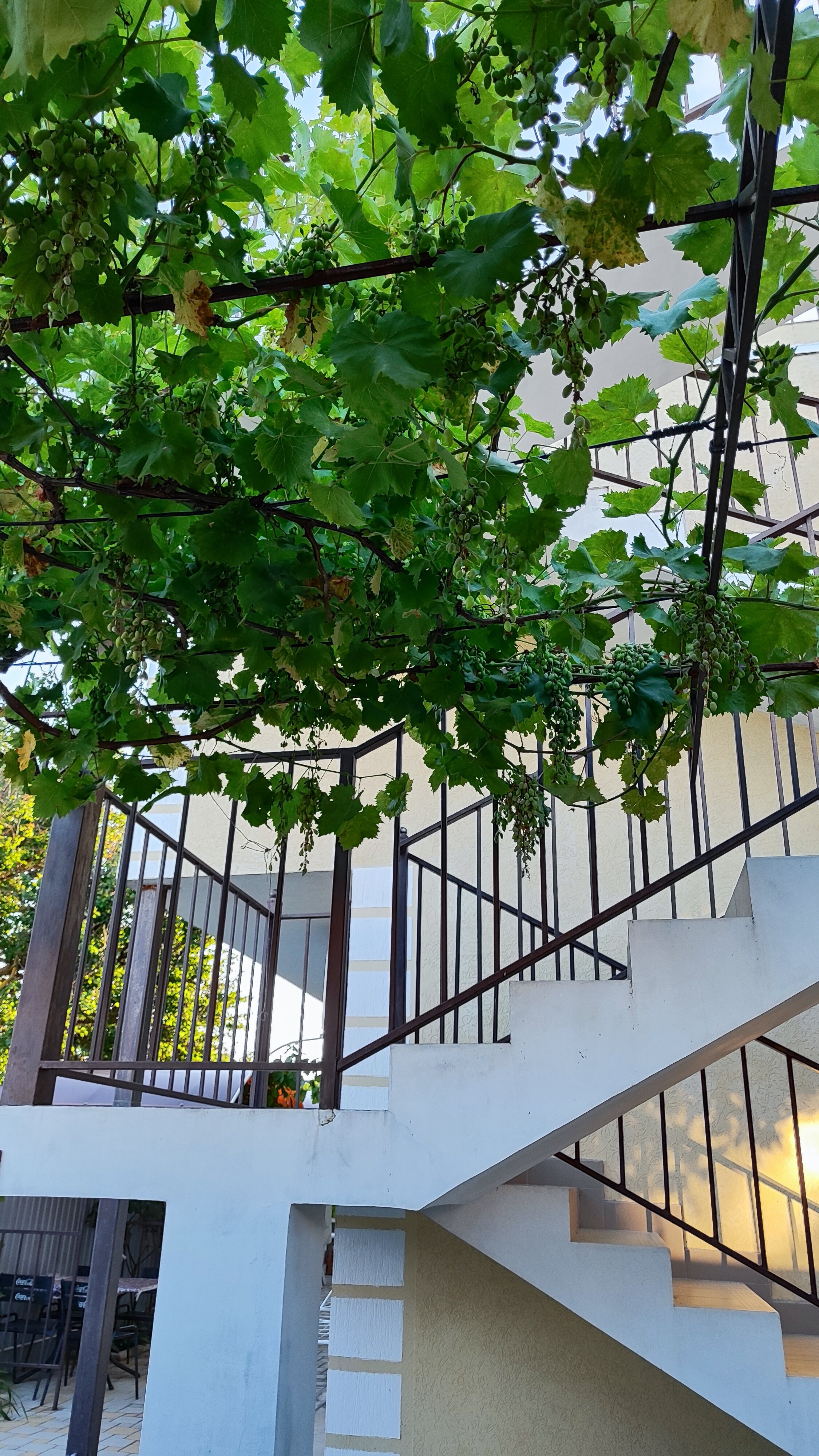 Фото Кипарис