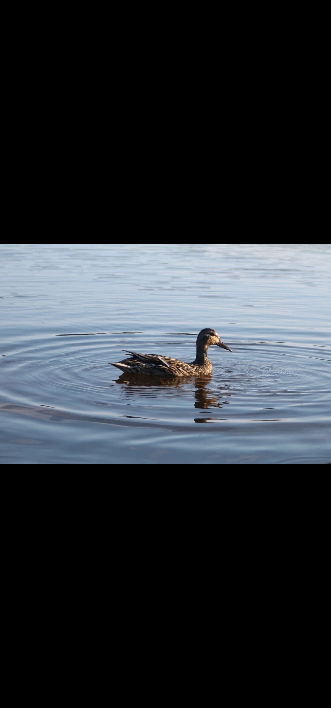 Фото Лахта&Ярви