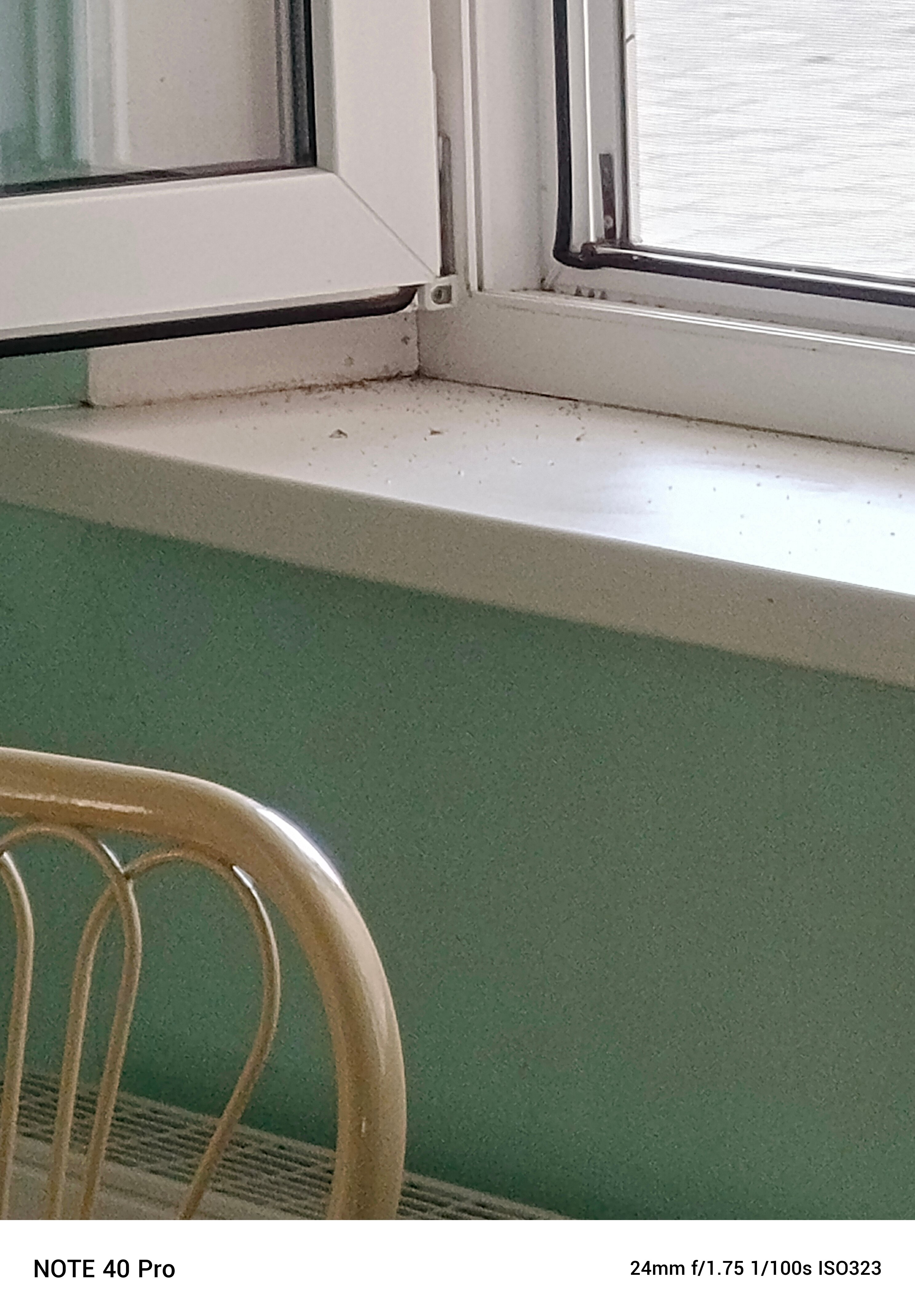 Фото Ласточка