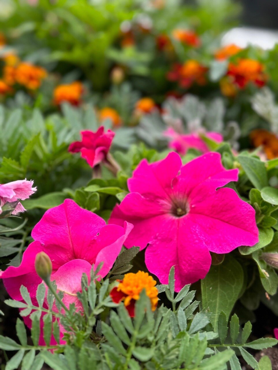 Фото Беломорская