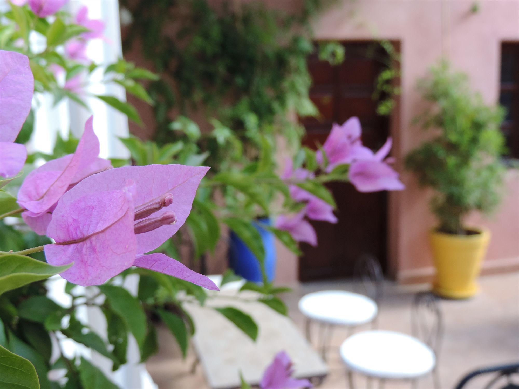 Фото Riad Al Badia