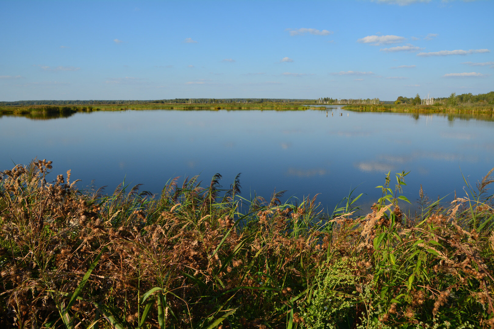 Фото Лес среди болот