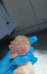 Зоомир (ulitsa Shaumyana, 35), clínica veterinaria