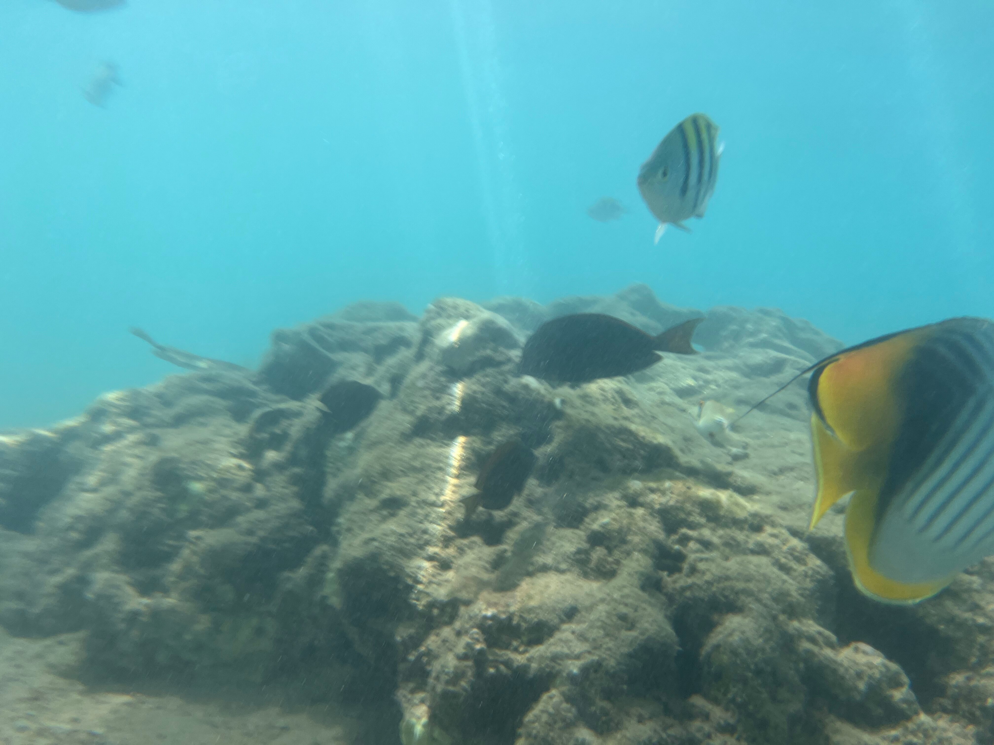 Фото Pickalbatros Aqua Blu Resort