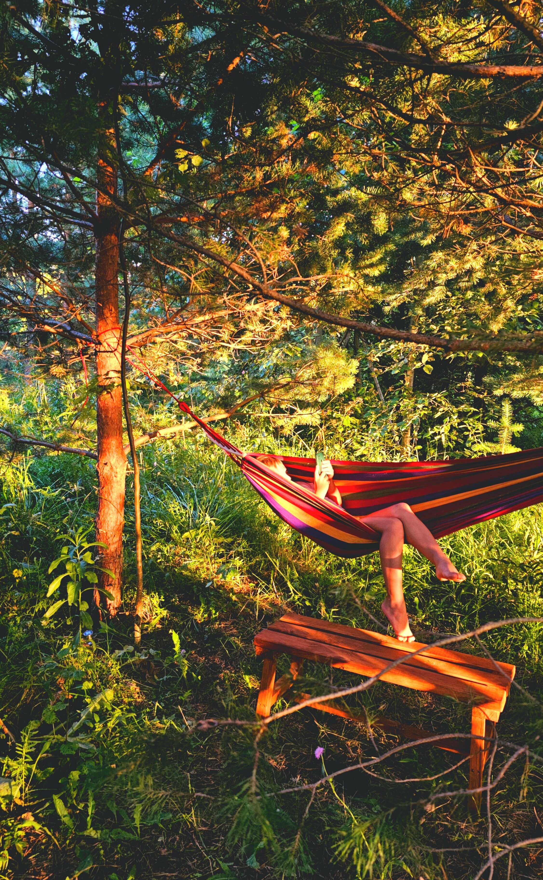 Фото Олин лес