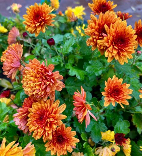 Апартаменты Живём на Горького 30 в Симферополе