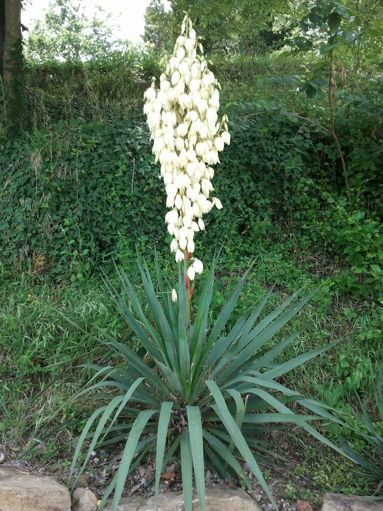 Фото Agriturismo Fonte Chiara
