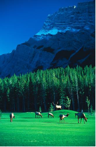 Фото Fairmont Banff Springs Hotel