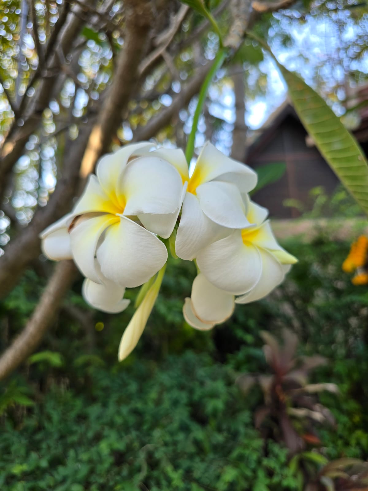 Фото Rabbit Resort Pattaya