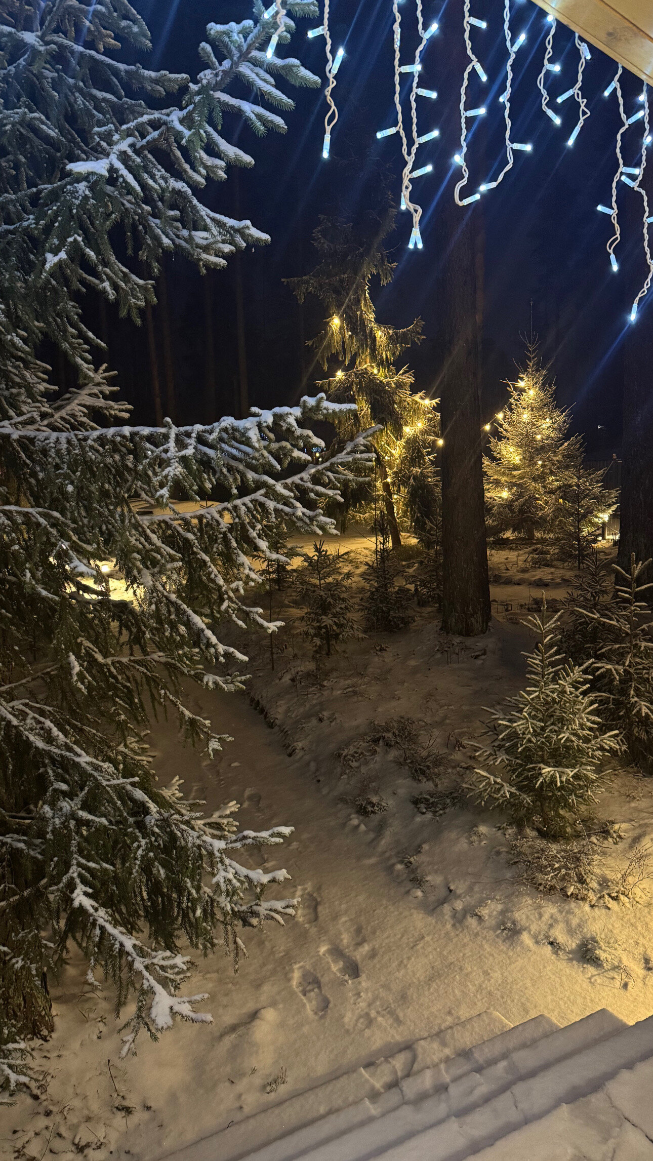 Фото Территория отдыха Лисички