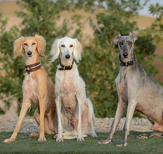 Zoo center BarkPark Dubai, Emirate of Dubai, photo