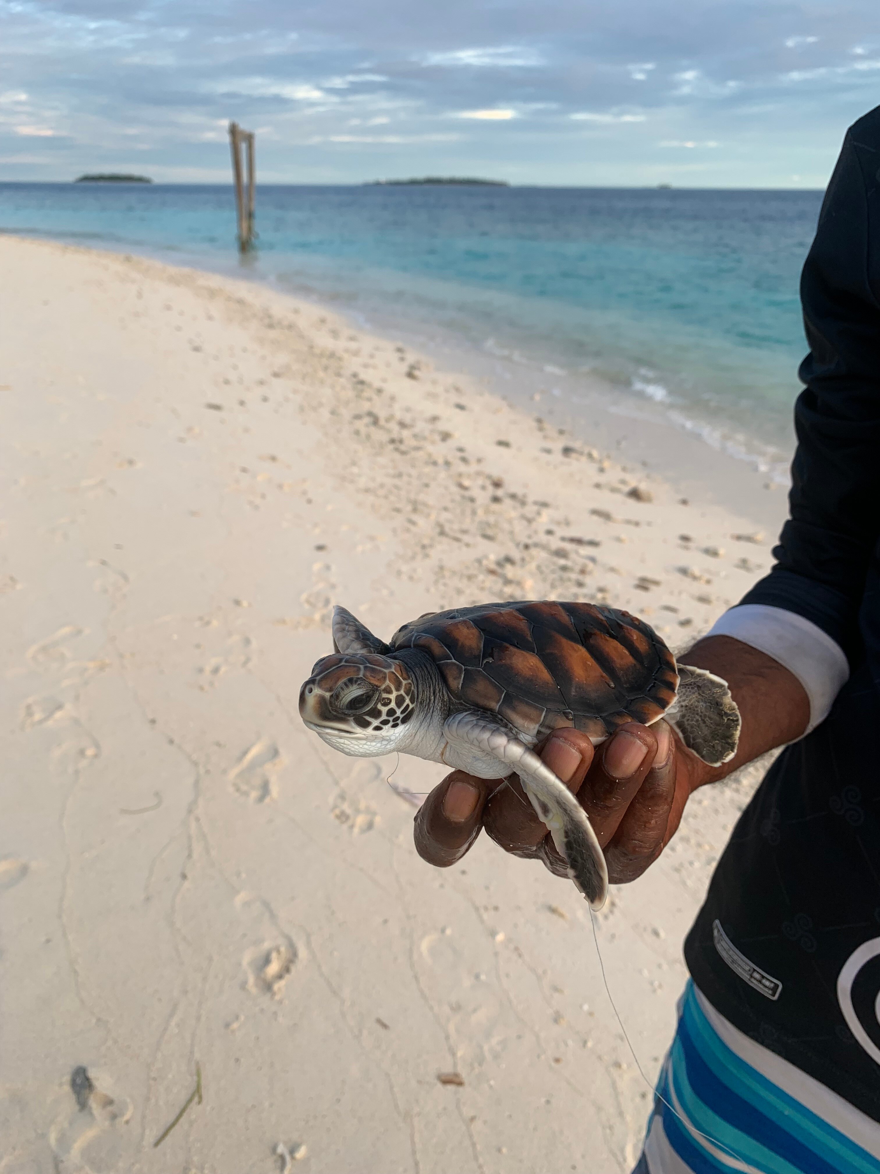 Фото Odi Kamadhoo