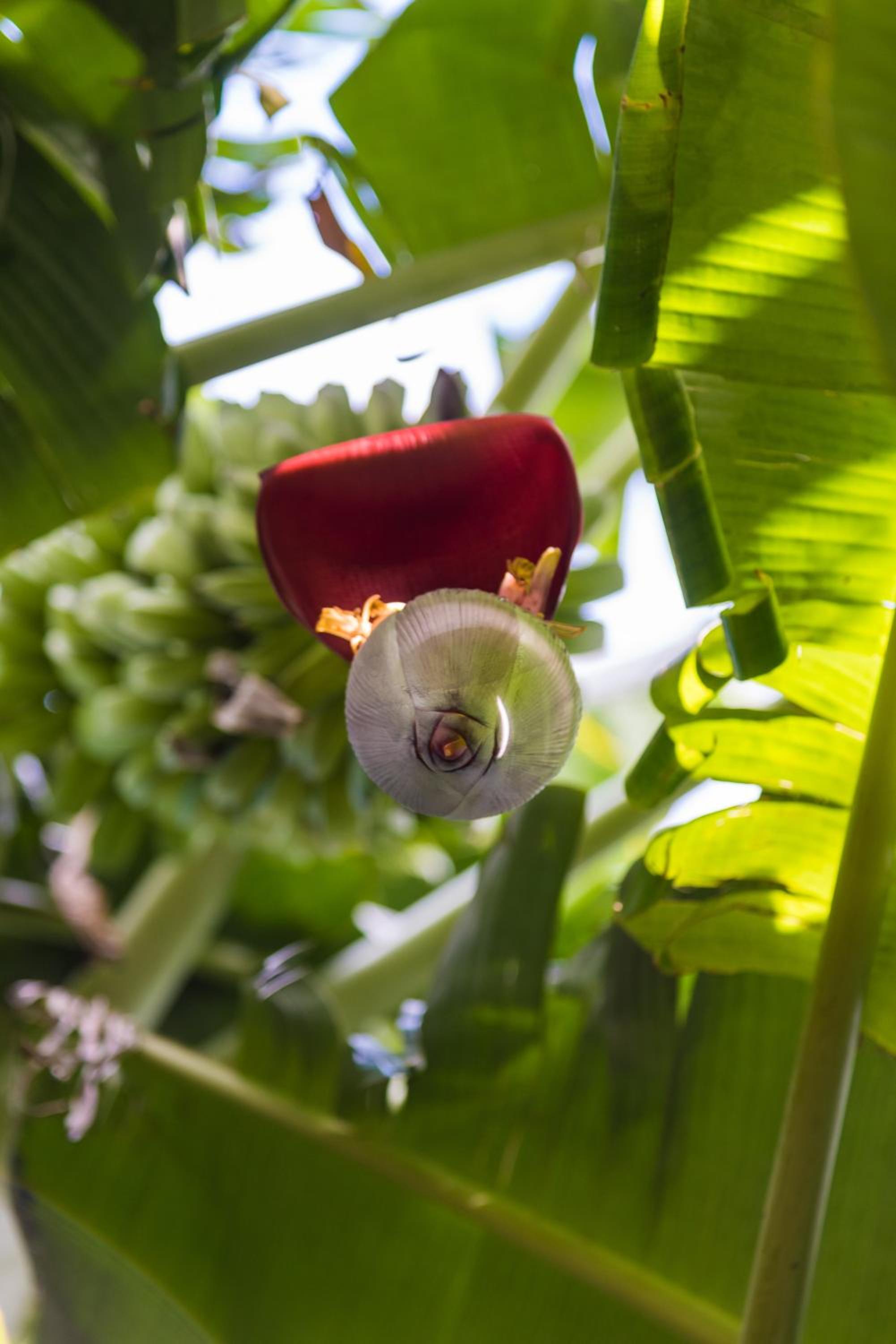 Фото Mon Choisy Beach R.