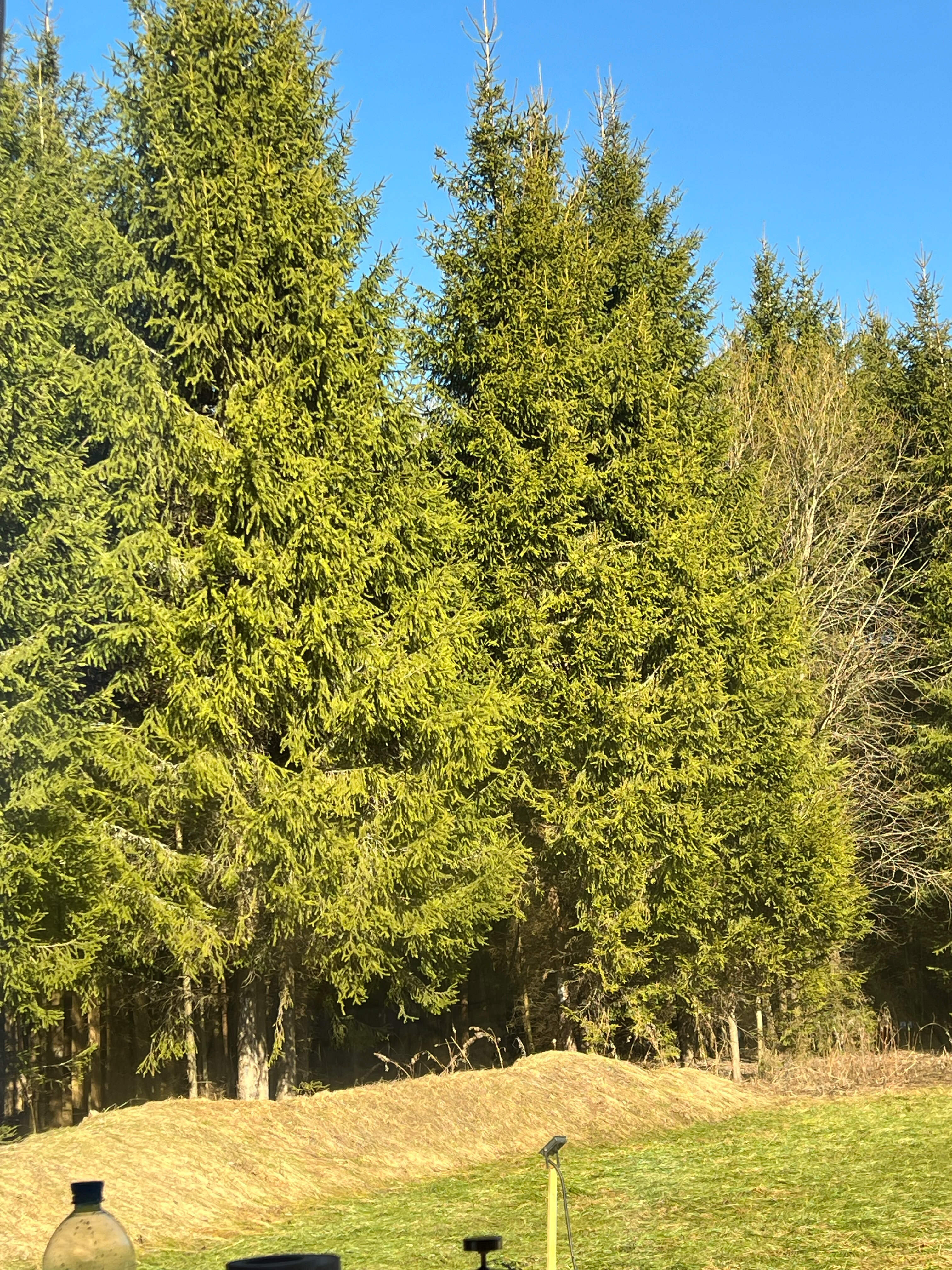 Фото Ёлкино life