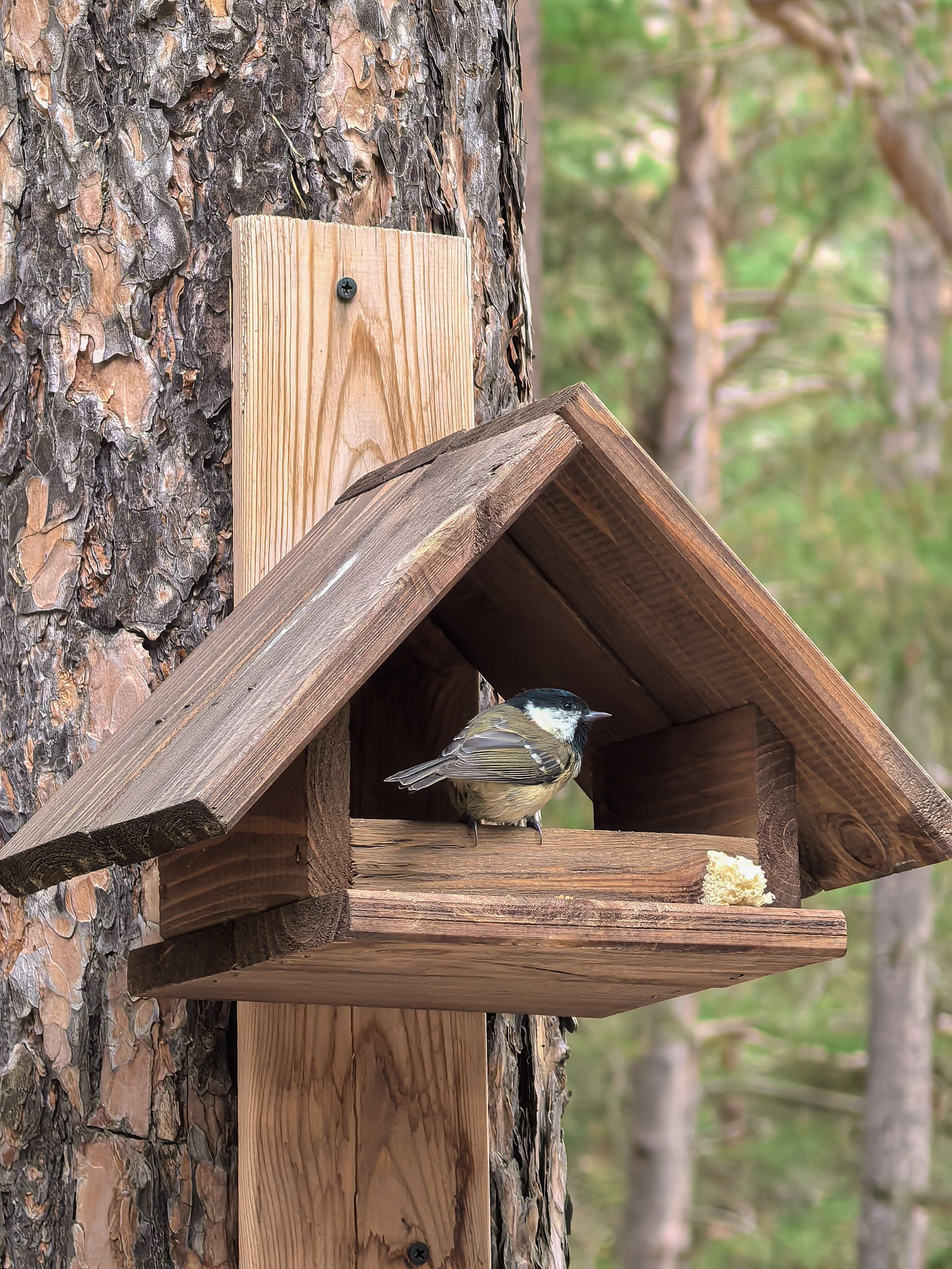 Фото Эльпик