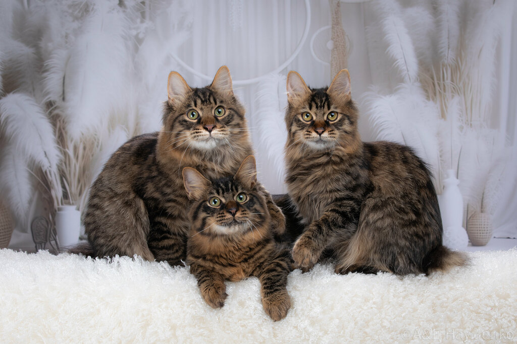 Animal nursery Pitomnik Kurilskikh bobteylov Shawls City, Pavlovskiy Posad, photo