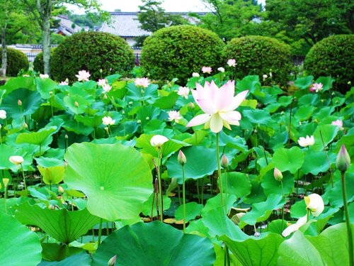 Гостиница Sun Members Kyoto Saga в Киото