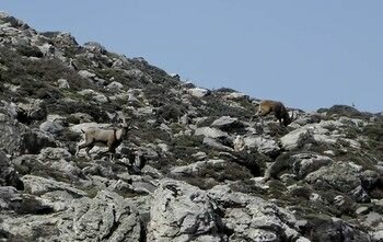 Фото Lefkoritis Resort