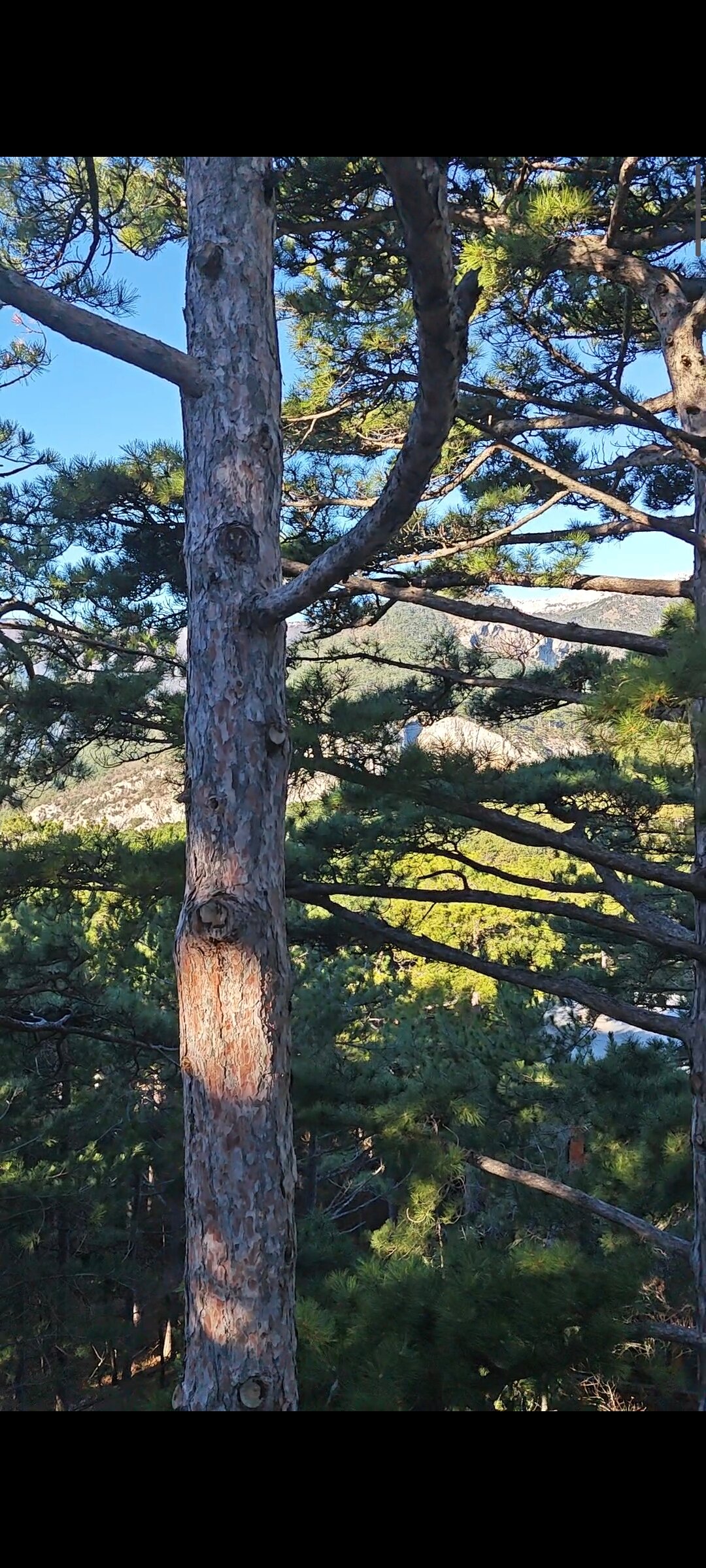 Фото Леший Ялта