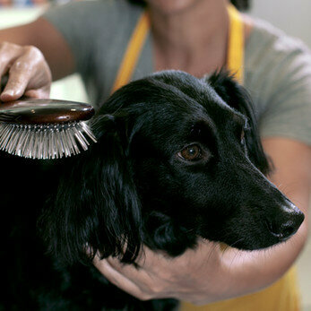 Zoo center Barkville, Dubai, photo