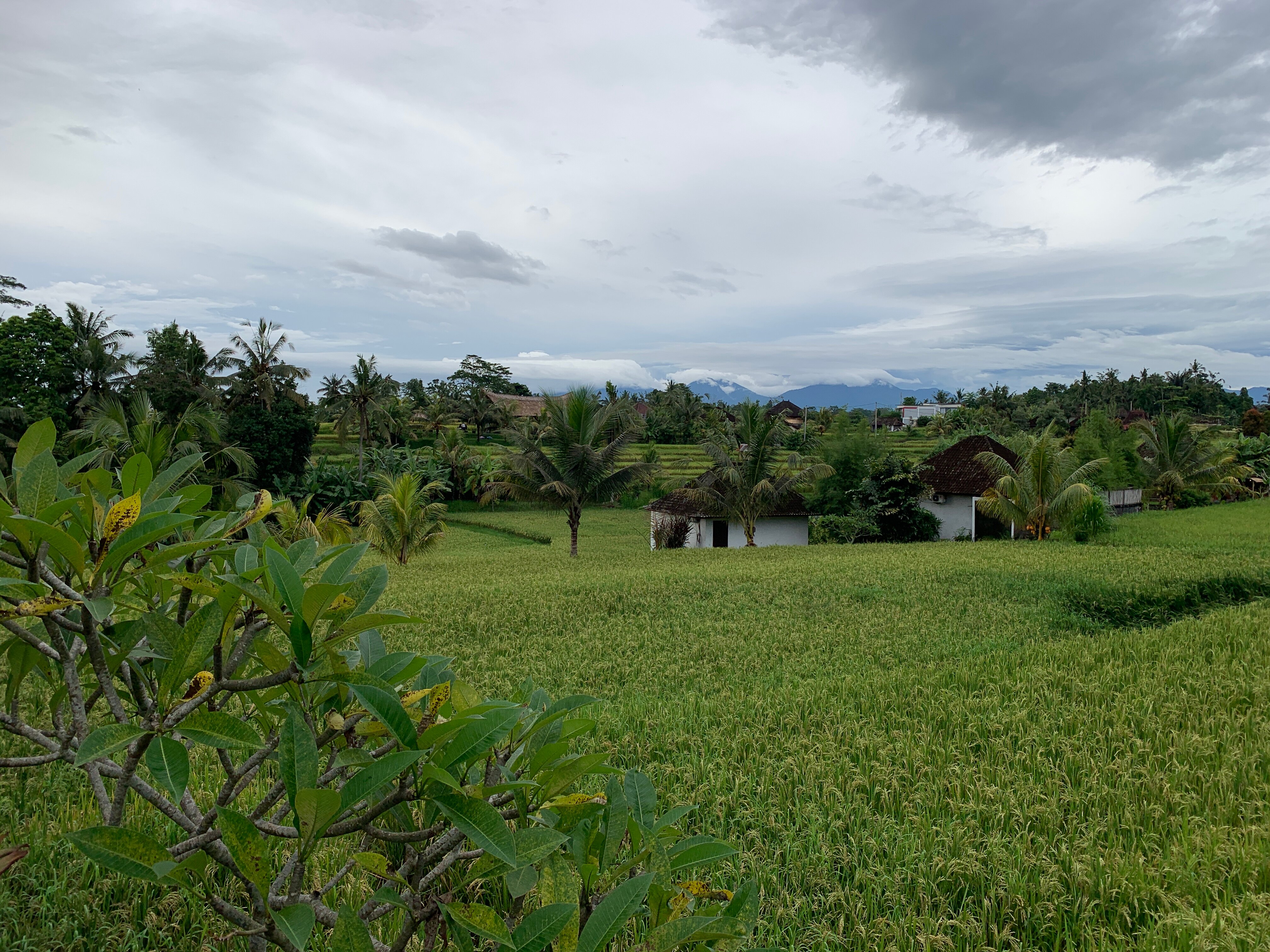 Фото Maple Ridge Ubud Villas