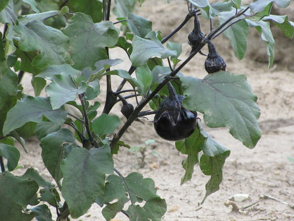 Фото Agriturismo San Pietro