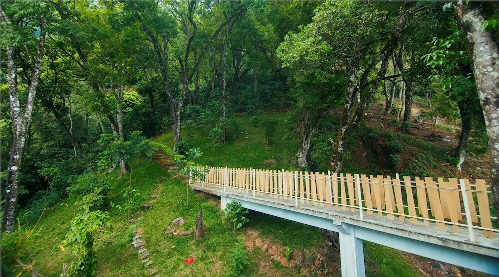 Фото Forest Glade