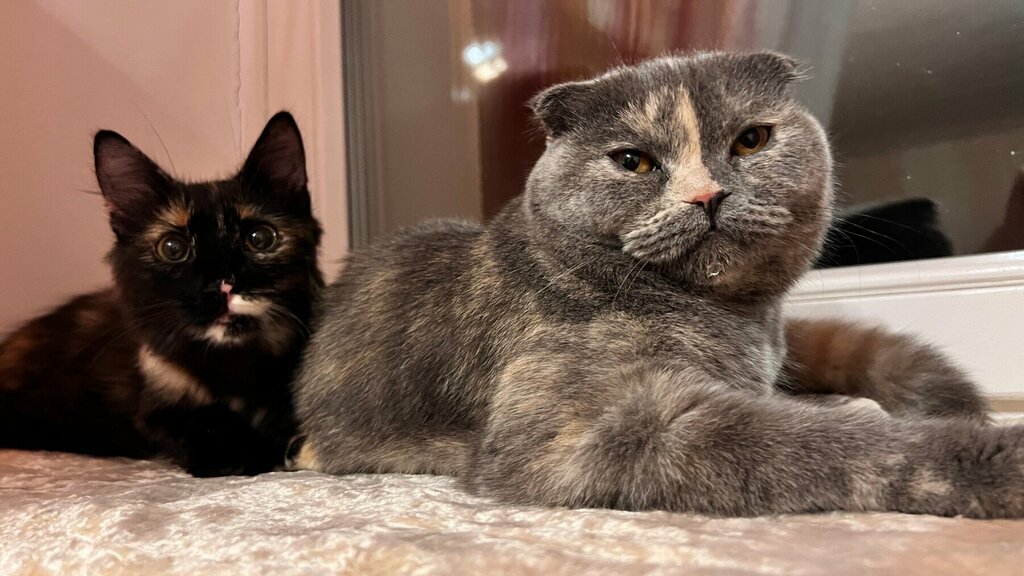 عيادة بيطرية Gorodskaya Veterinarnaya Stantsiya ، ، صورة