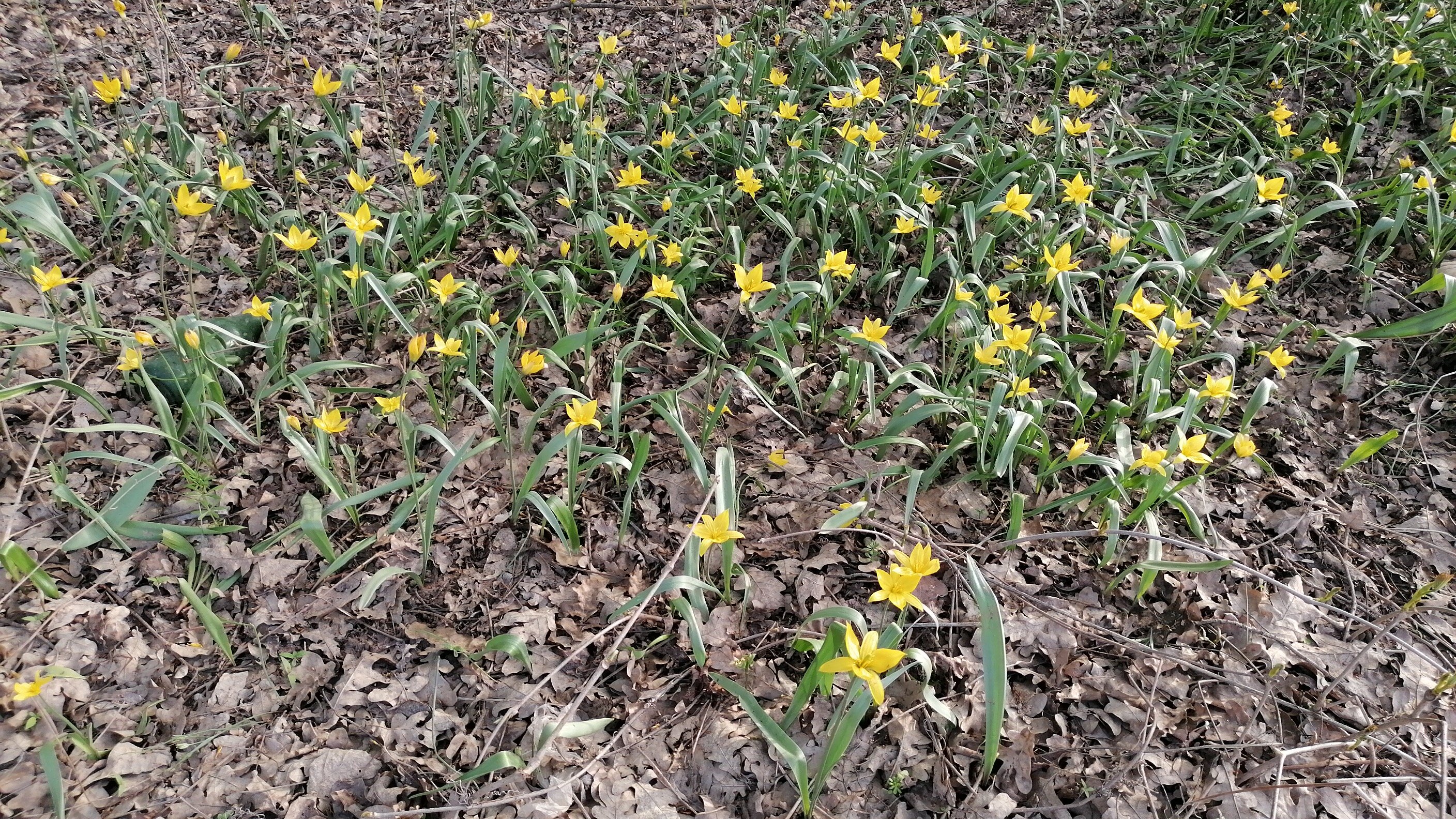 Фото Дубовая Роща