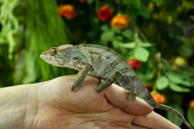 Tienda de animales Ugolok ekzotiki Ahatinka, , foto