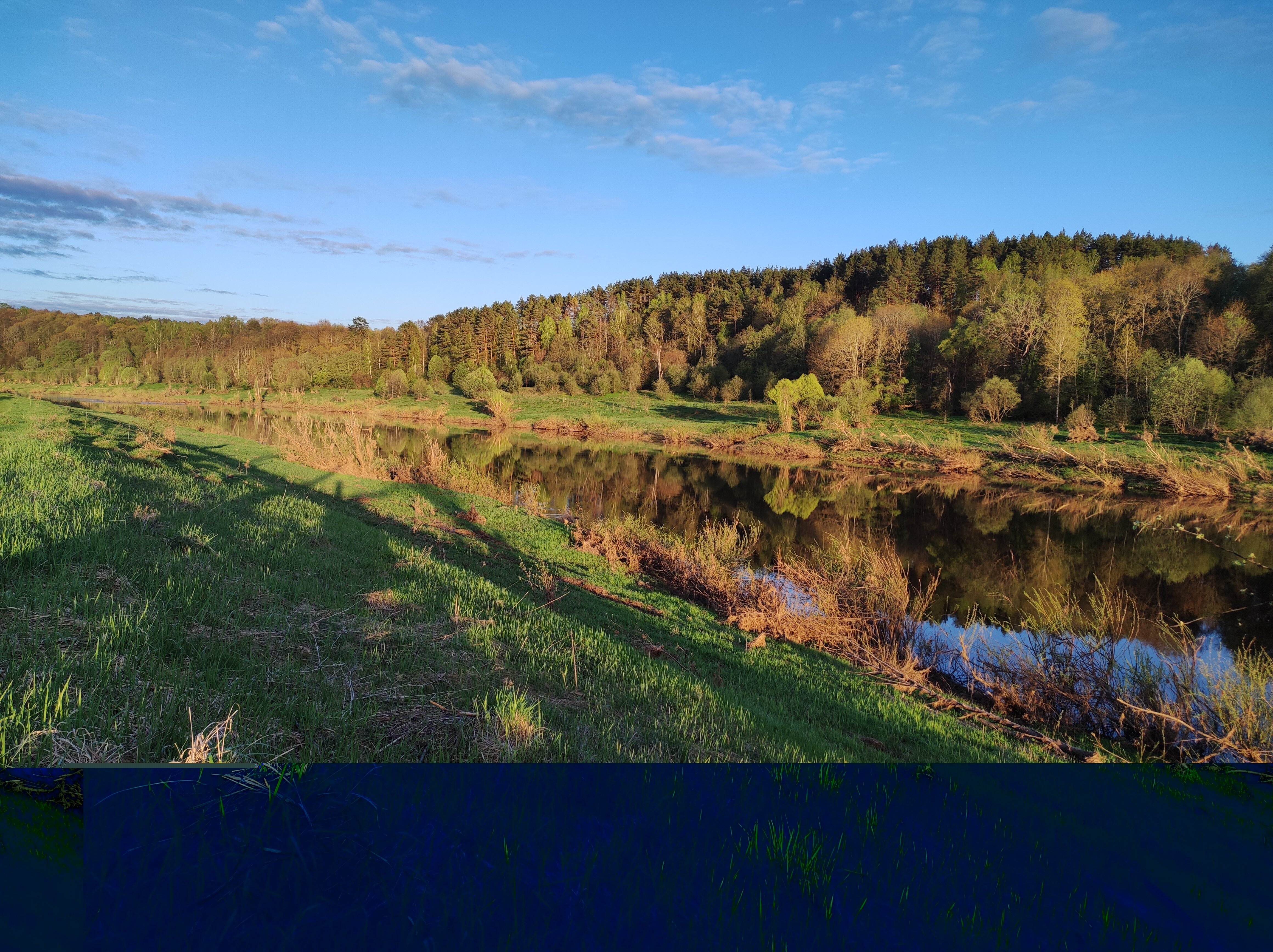 Фото Лаванда