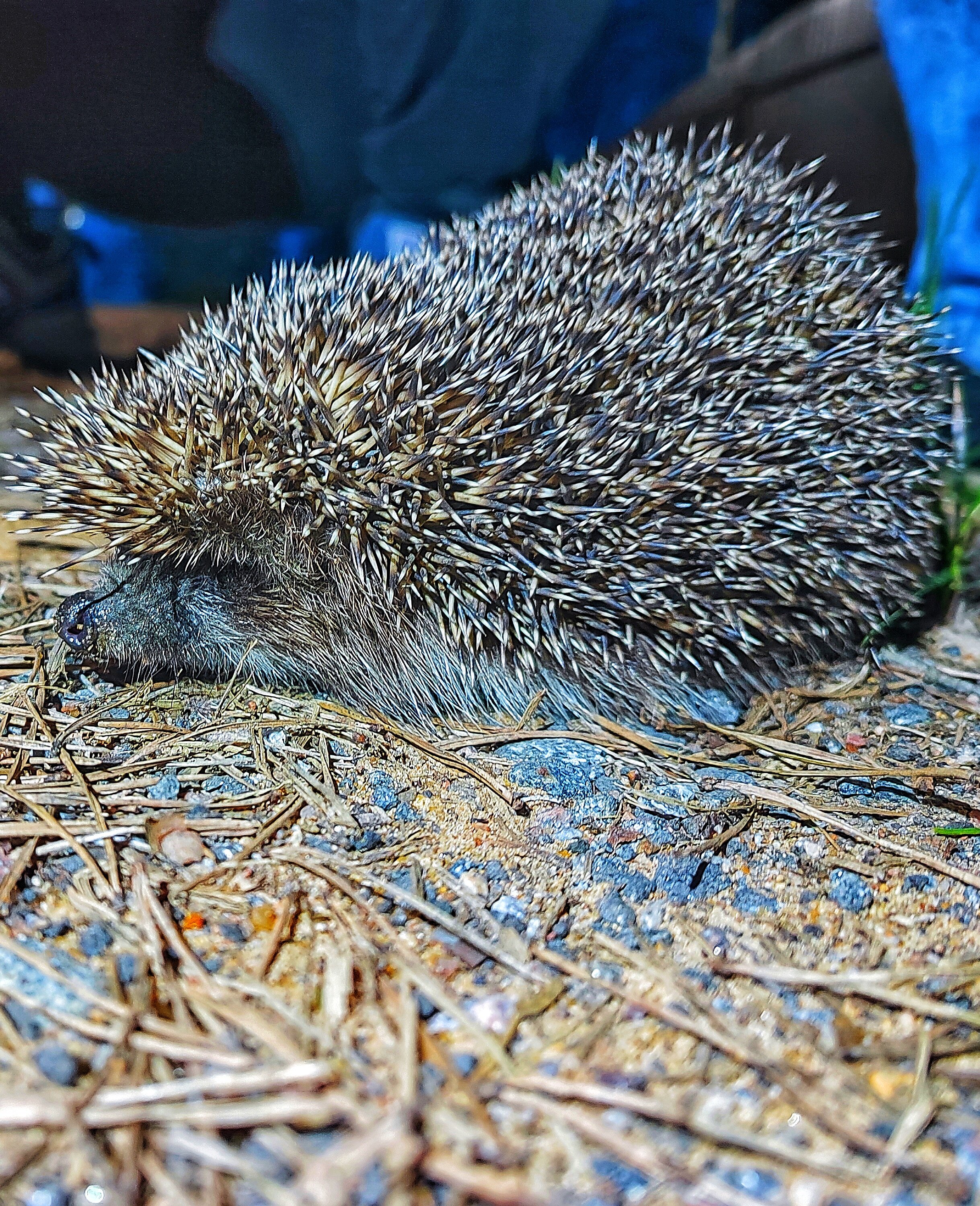 Фото Лосиный ключ