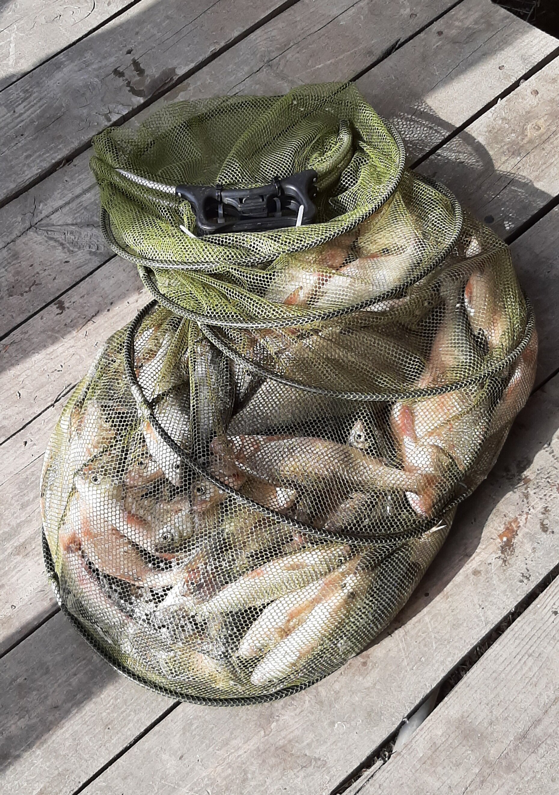 Фото Олигри Fish